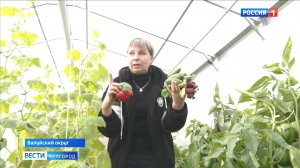 Многодетная семья из Валуйского округа развивает тепличное хозяйство с помощью соцконтракта