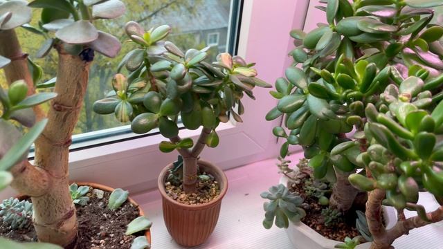 Прогулка в садике с толстянками. Осень, дождь и счастье!!