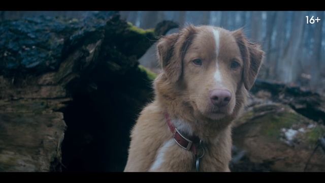 Глазами пса - русский трейлер (2025)
