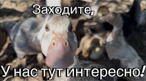 #17 УЕХАЛИ ИЗ ЛАТВИИ В РОССИЮ/ВЫСЕЛЯЕМ КОТОВ/УБИРАЕМ МУСОР/ЖИЗНЬ В ДЕРЕВНЕ/ПОКУПАЕМ МОРОЗИЛКУ