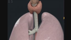 Астматический статус, претрахеальная блокада