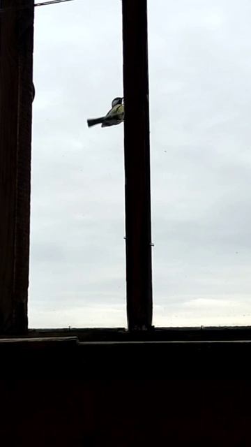 Синички. эпизод 1 смотреть онлайн