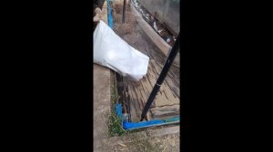 Голубика-посадка как страховка от промерзания корней- грунт, глубина ямы, три фактора успеха.