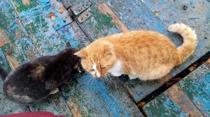 Отжала рыбу у кота!