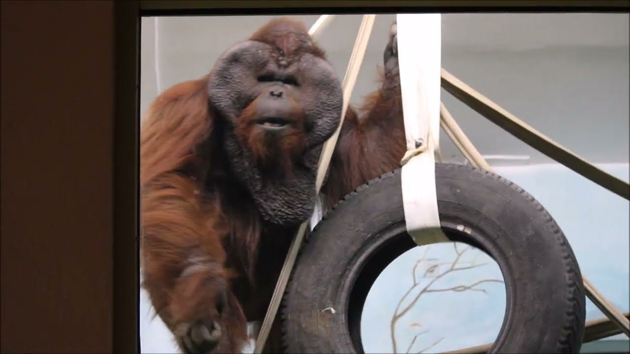 Орангутан Бату занят новой шиной и пытается её освободить от каната 27.10.2025 смотреть онлайн