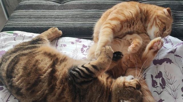 борьба за любимое местечко смотреть онлайн