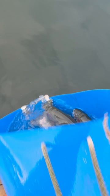 Запуск форели 55 кг смотреть онлайн