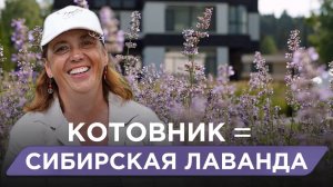 Котовник: Альтернатива Лаванде, Которая Растёт БЕЗ Ухода