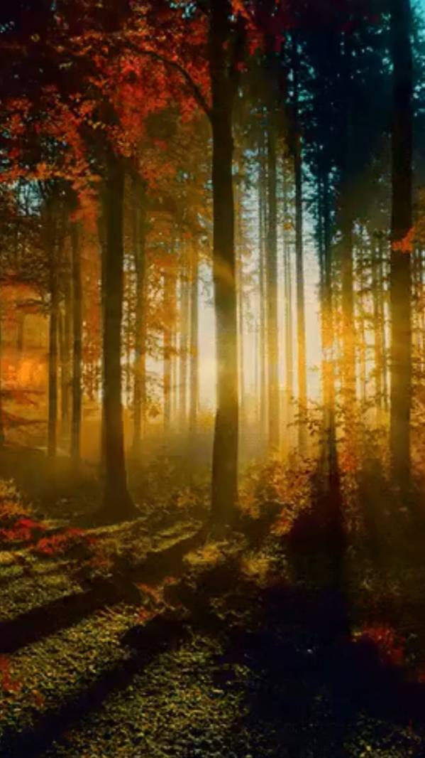 Самой большой ... смотреть онлайн