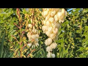 13 октября 2025.Красивая осень, итальянская мука и посылка с Temu