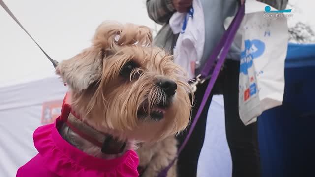 Каникросс «Быстрый пёс» прошёл в Пискарёвском парке