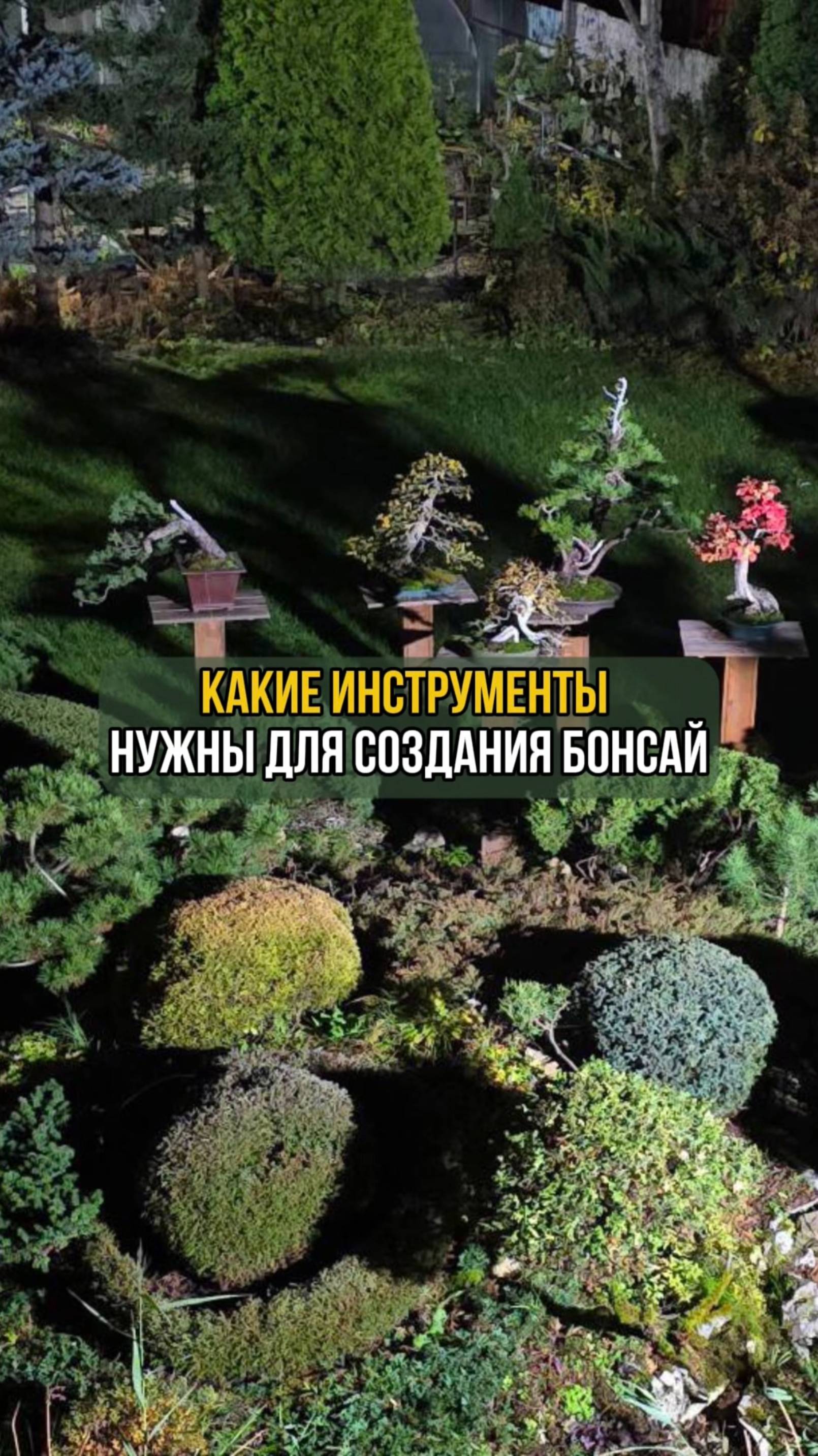 Какие инструменты нужны для создания бонсай смотреть онлайн