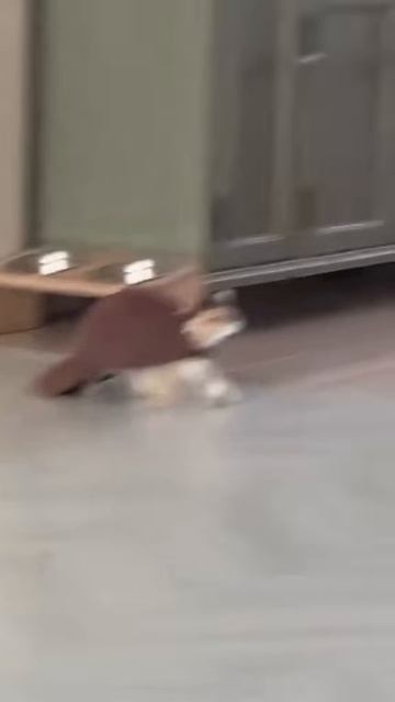 черепашка😂 смотреть онлайн