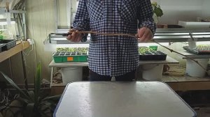 Размножение винограда. Почему три, а не один?