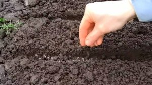 ПОСЕЙТЕ ТАК УКРОП ПОД ЗИМУ, получите дружные всходы и отличный урожай! Как сеять укроп под зиму