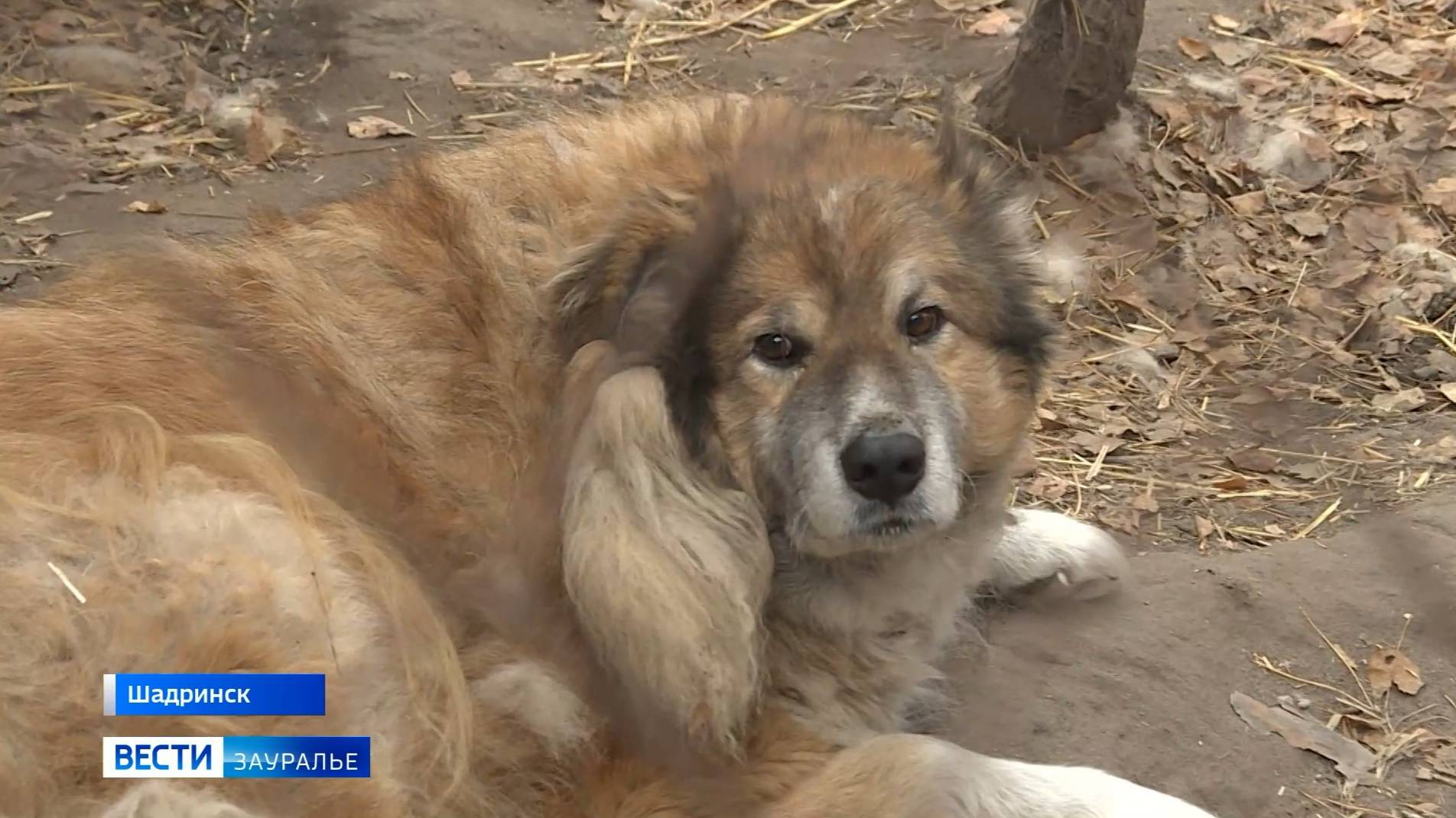 Неделя уроков дружбы для школьников и студентов проходит в Шадринске смотреть онлайн