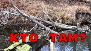 Кто живет в корягах осенью? Подводная съемка