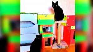 Кошачьи правила общежития)