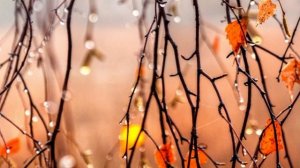 Весення капель