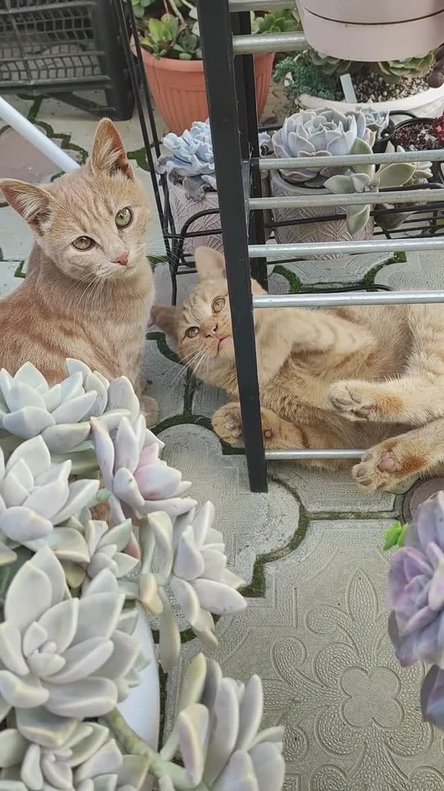 Котята и суккуленты. Рыжие помощники)) смотреть онлайн