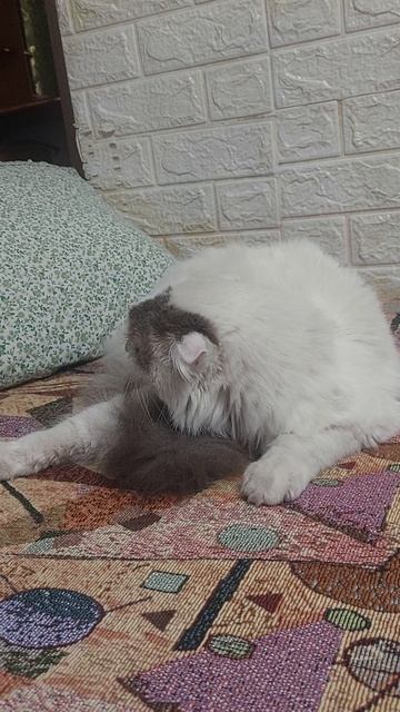 Кккса смотреть онлайн