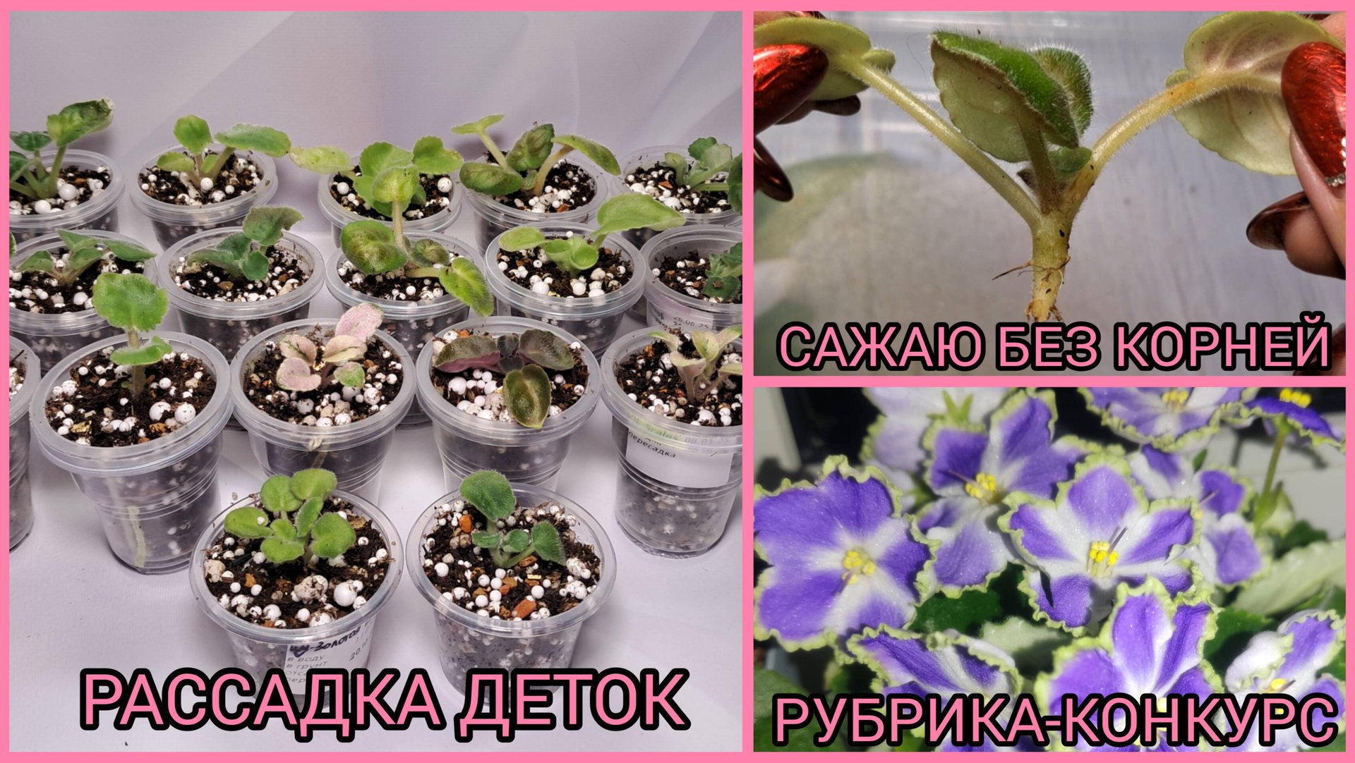 Рассадка деток фиалок. Сажаю детки без корней. Рубрика-конкурс. смотреть онлайн