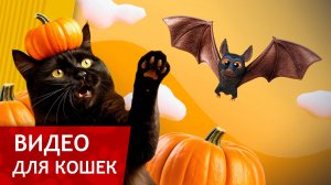 Видео для кошек - Поймай летучую мышь (Спецвыпуск Хэллоуин)