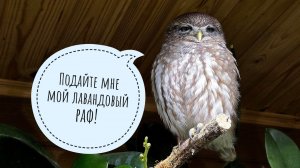 Сыч Лучик получает от жизни всё! Маленькие совы ужинают мясами.Показываю свои самые длинные растения