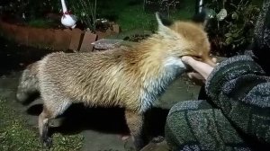 (1154) Лиса приходит в гости. Октябрь 2025