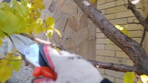 Абрикос два года без обрезки — исправляю крону. Отвечаю на вопросы.