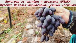 Виноград сохранившийся до 26.10 на кустах, не треснул, не осыпался - Алвика. Не верь что она сыпется