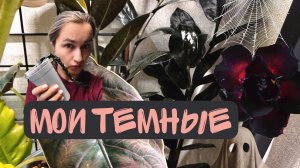 Праздничный спецвыпуск, экспериментальный формат