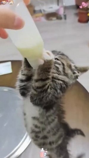 Котовое. Вкусное