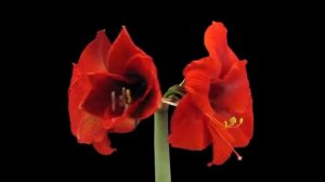 (Цветы распускаются под вальс) !!! https://rutube.ru/video/3c40d3376250caf765ccb4d9e