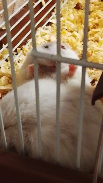 Маша и карамелька ворчат и дерутся 🐹🌪️🐹Лиля с хомяками🐹🐹