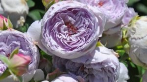 Lapis Lazuli - кусочки рая на руках. Японская роза Такинори Кимуро 2014 гд.