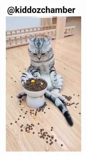 Daily Routine 🐈♥️