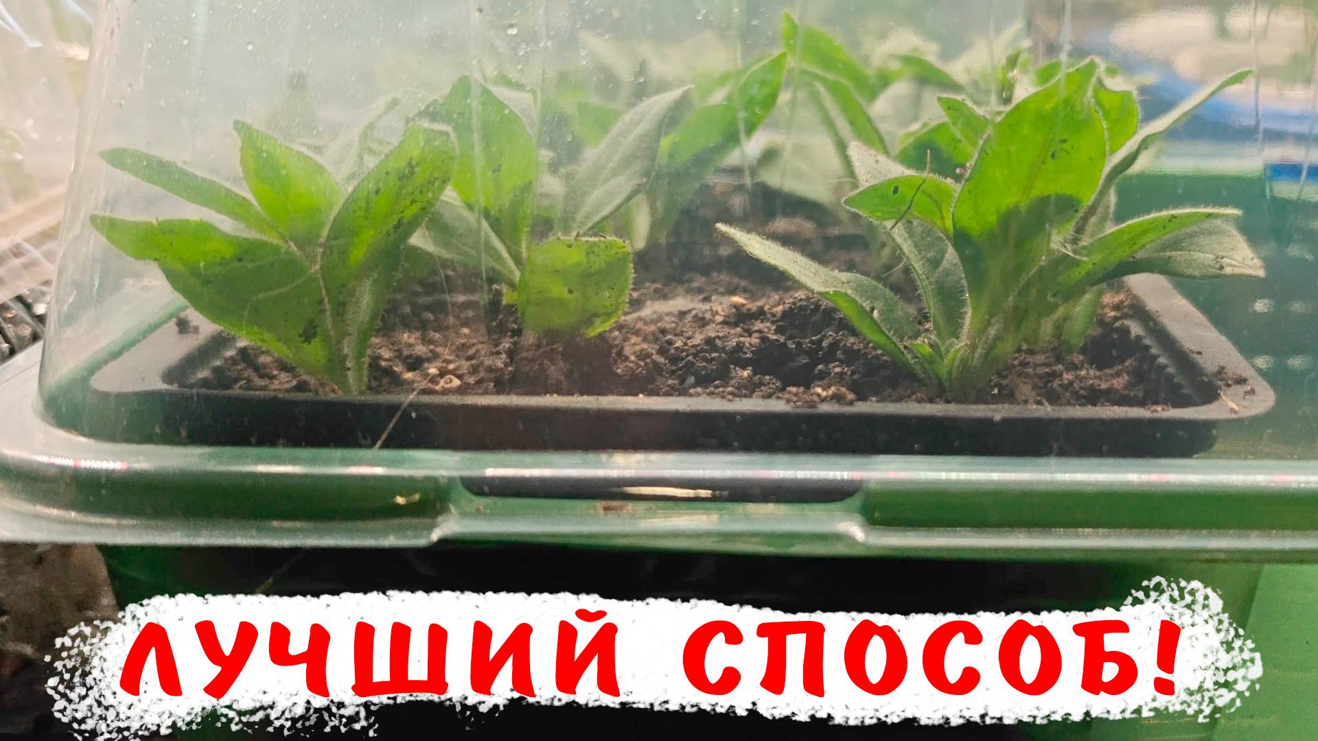 Секреты черенкования разных растений! Лайфхак укоренения черенков разных цветов смотреть онлайн