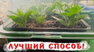 Секреты черенкования разных растений! Лайфхак укоренения черенков разных цветов