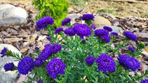 Наш сад в конце октября