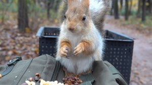 Белки вечером. Зарисовка