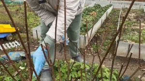 ОБРЕЗКА ГОРТЕНЗИИ ОСЕНЬЮ. НУЖНА ОНА ИЛИ НЕТ.