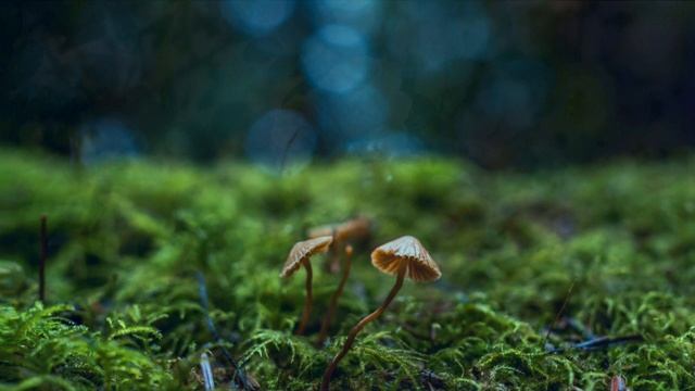 Преображение смотреть онлайн