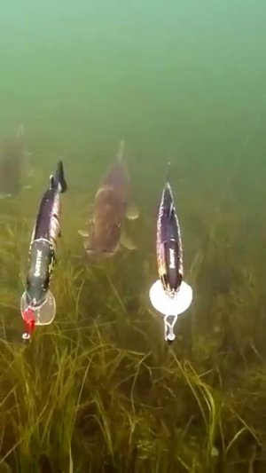 Две щука на две приманки, красотки повелись..🎣