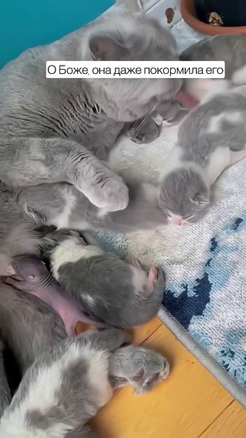 #собаканашлабелочку #животные #шортс #рутуб смотреть онлайн