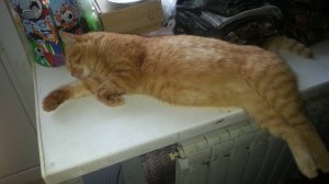 Кошкин храп