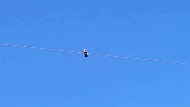 Друзья, подскажите как называется эта птица? Очень крупная, белая грудка, хвост прямой, черный.