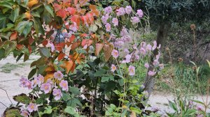 13 октября 2025. Красивая осень , итальянская мука и посылка с мелочами с Temu