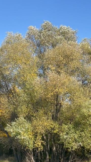 Природа 💖💖💖 смотреть онлайн