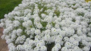 Посейте эти цветы под зиму, получите дружные всходы и раннее цветение!